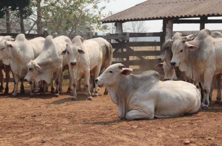 Genética de animais Nelore contribui para ganho de peso diário de até 1,2 kg e carne de qualidade