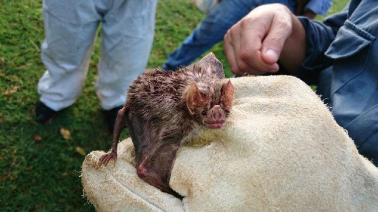 Indea registra três focos de raiva animal em Mato Grosso