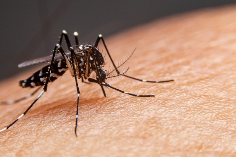 Mirassol D'oeste e mais 95 cidades estão com risco alto de Dengue