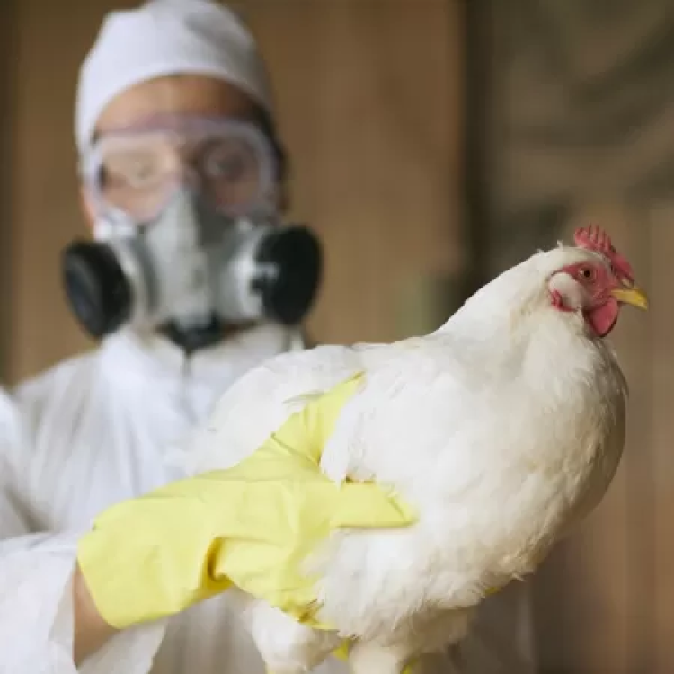 Indea reforça vigilância na fronteira após registros de gripe aviária na Bolívia