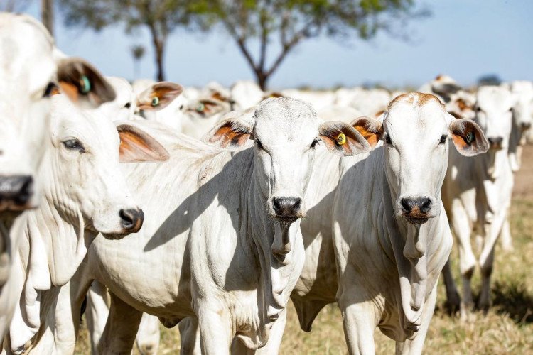 Com novo recorde, MT se mantém na liderança com o maior rebanho bovino do país; Cáceres, Vila Bela da Santíssima Trindade e Juara concentram a maior quantidade de animais