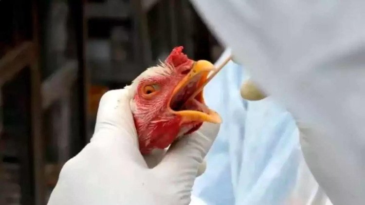 Vigilância Sanitária  faz um alerta a toda população de São José dos Quatro Marcos sobre a Gripe Aviária (H5N1),