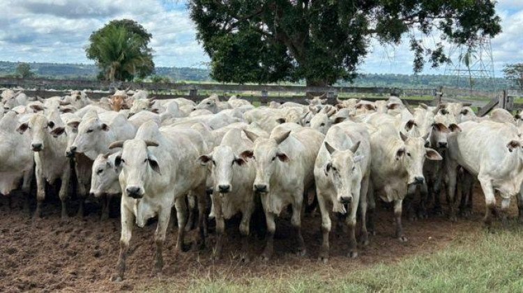 Pecuarista do município de Lambari D'Oeste (MT), realizou impressionante abatimento de  super lote de bois com média de peso por carcaça  de 23,3 arrobas