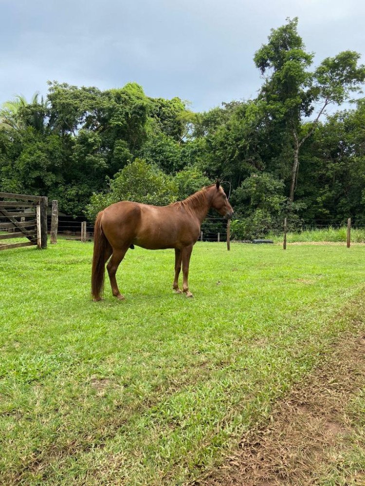 Exame de mormo para transporte de equinos deixa de ser obrigatório em Mato Grosso
