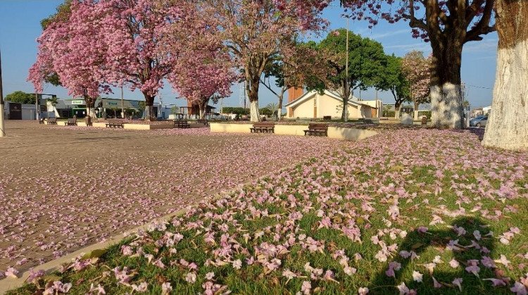 Primavera Antecipada: Ipês Rosa Florecem e Encantam na Praça Bandeirantes em São José dos Quatro Marcos