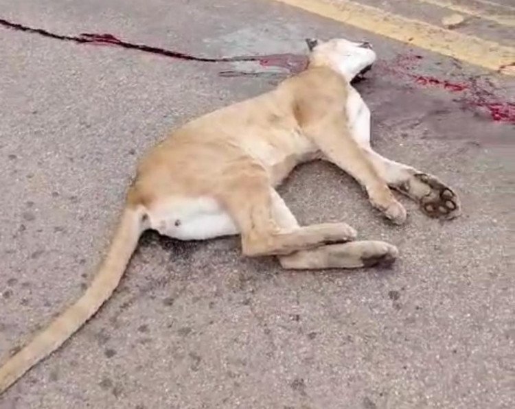 Em acidente inesperado, motociclista atropela onça na MT-250 que liga Mirassol d’Oeste a Curvelândia