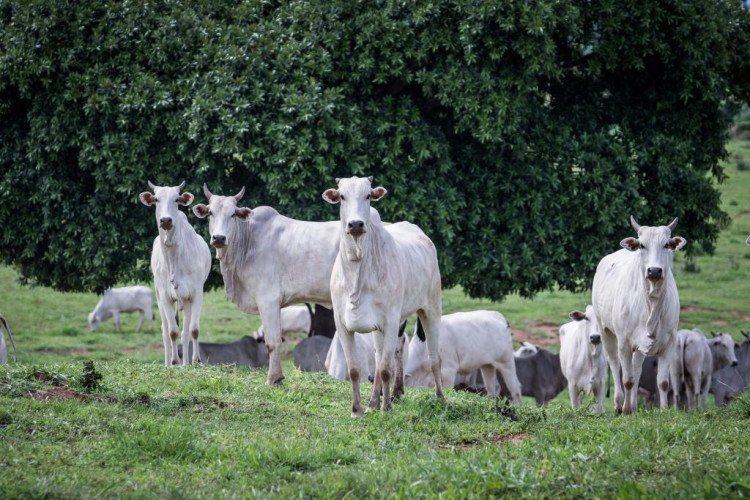 Produtores devem informar rebanho ao Indea a partir desta quarta-feira (1º)