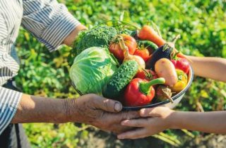 São José dos Quatro Marcos  promoverá em 25/10 a  1ª Conferência Municipal de Segurança Alimentar e Nutricional
