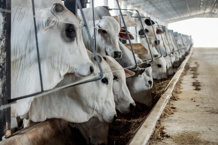MT teve aumento de 14,4% no abate de bovinos em 2023; Cáceres é o município que mais produz bovinos para o abate
