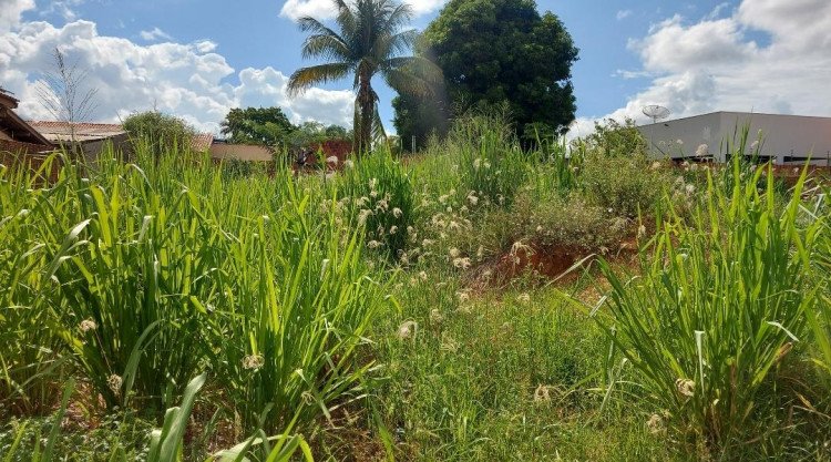 Prefeitura de Araputanga Intensifica Fiscalização e Notifica Moradores por Lotes Sujos; Limpeza Municipal Implicará Custos de R$ 518,55 para Residentes Inadimplentes