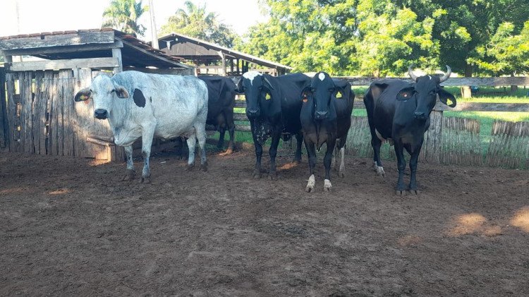 Projeto do município de  São José dos Quatro Marcos realiza Transferência de Embriões em 180 matrizes de Bovinos de Leite da Agricultura Familiar