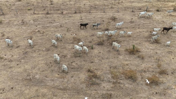 CRIME AMBIENTAL: Em Jauru,  Polícia Civil investiga maus-tratos contra bovinos em propriedades rurais