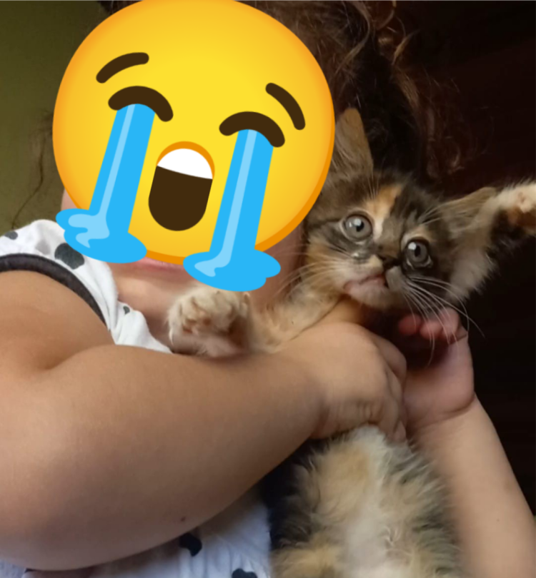 Tragédia Animal: Quatro Pets Morrem e Moradora Acredita em Envenenamento