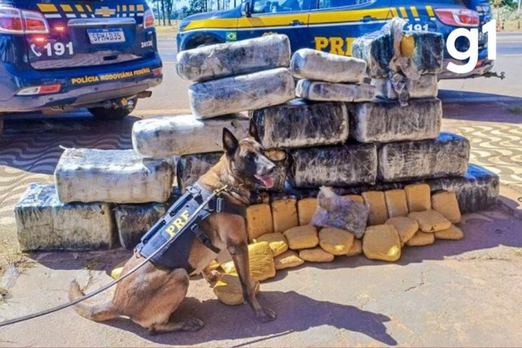 Carga de 'supermaconha' sai de Pontes e Lacerda e termina em flagrante na BR-364: motorista é preso com mais de 300 kg de skunk