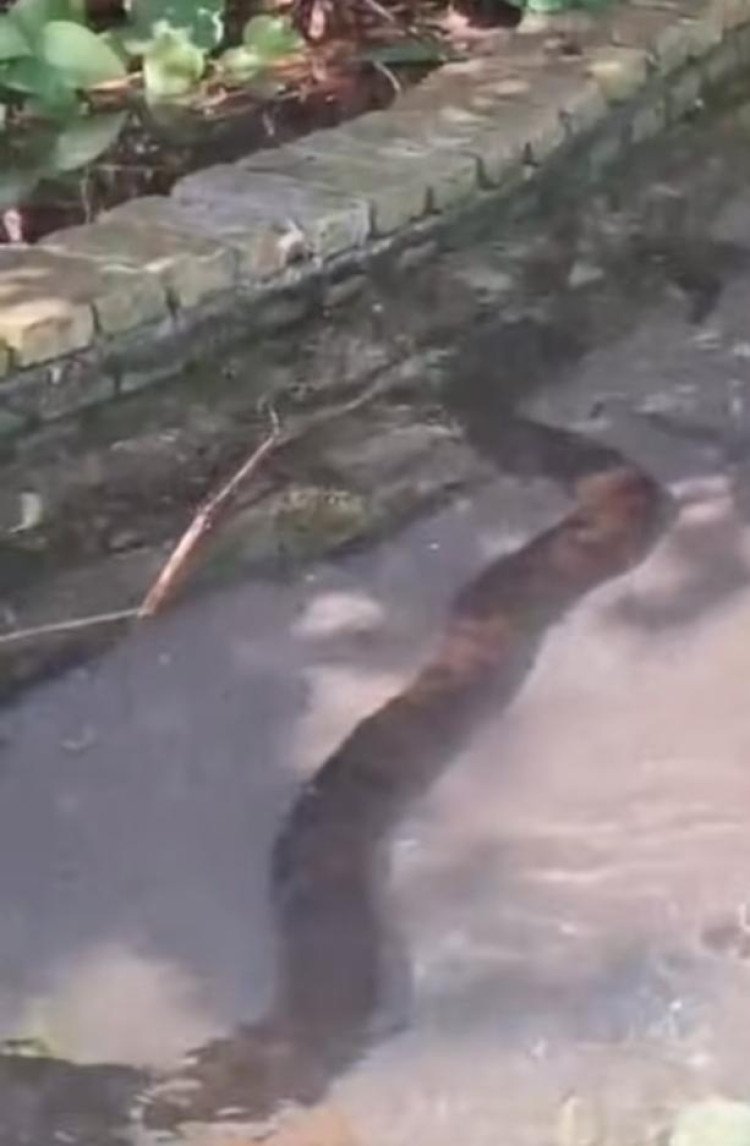 Sucuri de três metros assusta banhistas no Lagoa Azul, em Mirassol D’Oeste