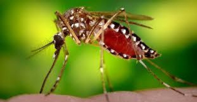 MT tem 76 casos de microcefalia e dengue cresce 132%