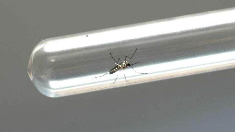 Vacina contra zika vírus vai demorar pelo menos um ano